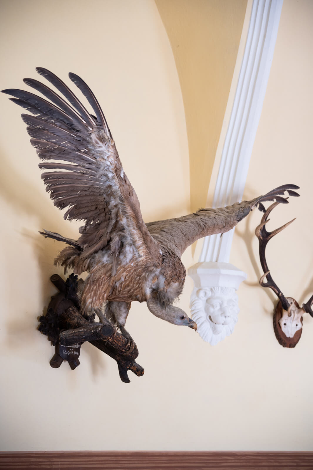 26b. Bjeloglavi Sup 28(1 2)