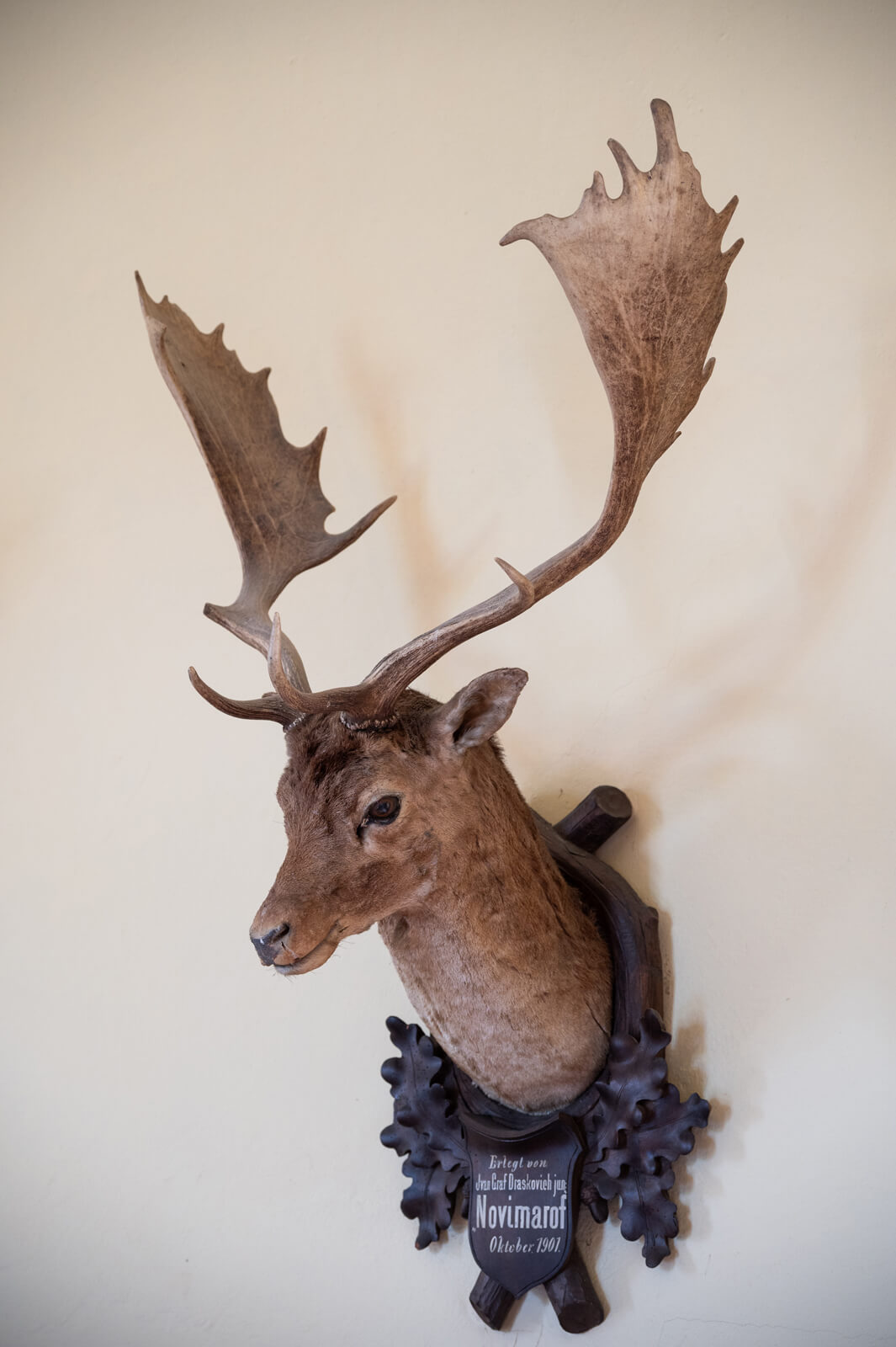 27. Jelen Lopatar 29(1 2)